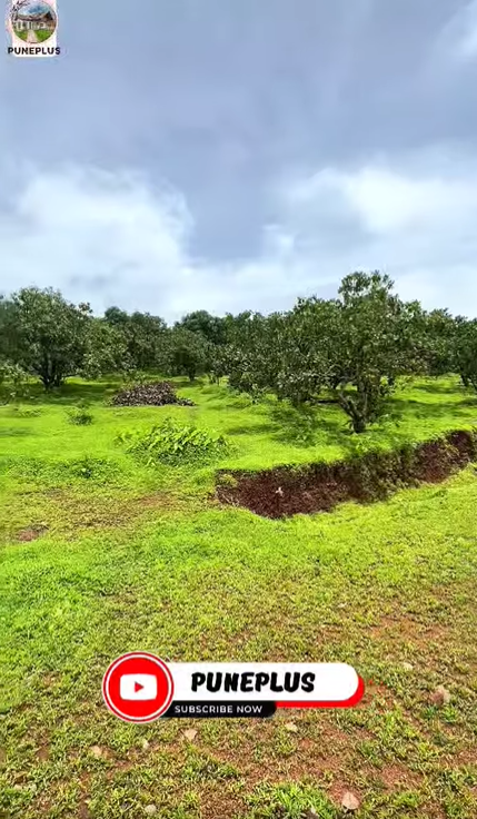 Sakhaloli Village Dapoli - 20 Gunthe Kamal Baug NA Wadi Project