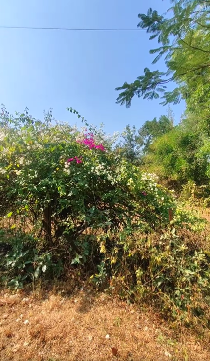 Girivan-Mulshi - 10 Gunthe Farmhouse Plot in a 1500 ++ Acre Project