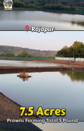 Rajapur - 7.5 Acres Prawns Farming of Total 5 Pond 