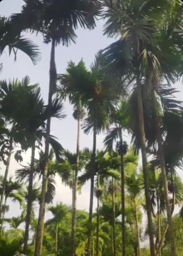 Konkan-Pabhare - 4 Acre River Touch Wadi