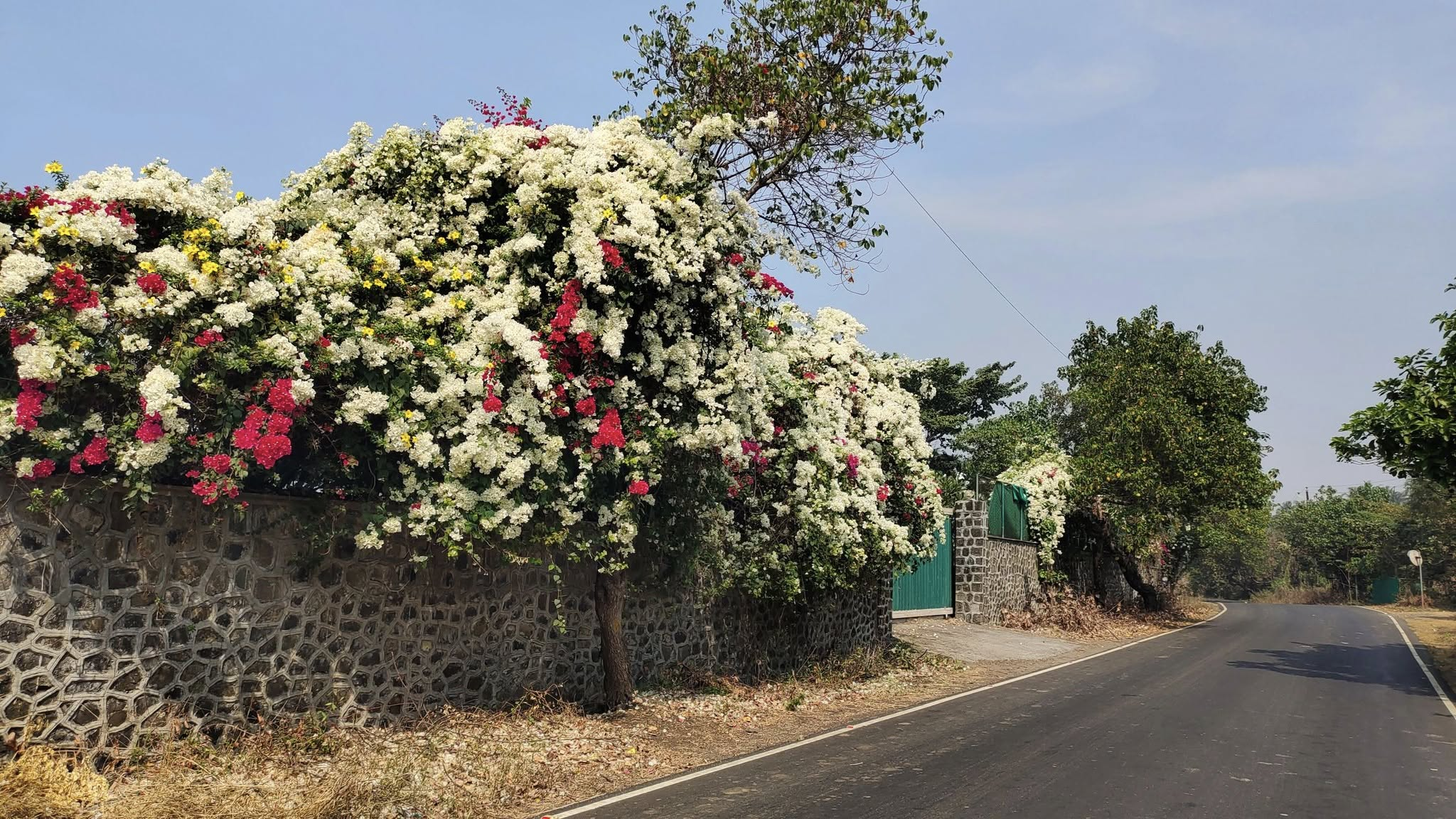 Alibaug-Kashid Beach - 5 Gunthe Agriculture Plot 