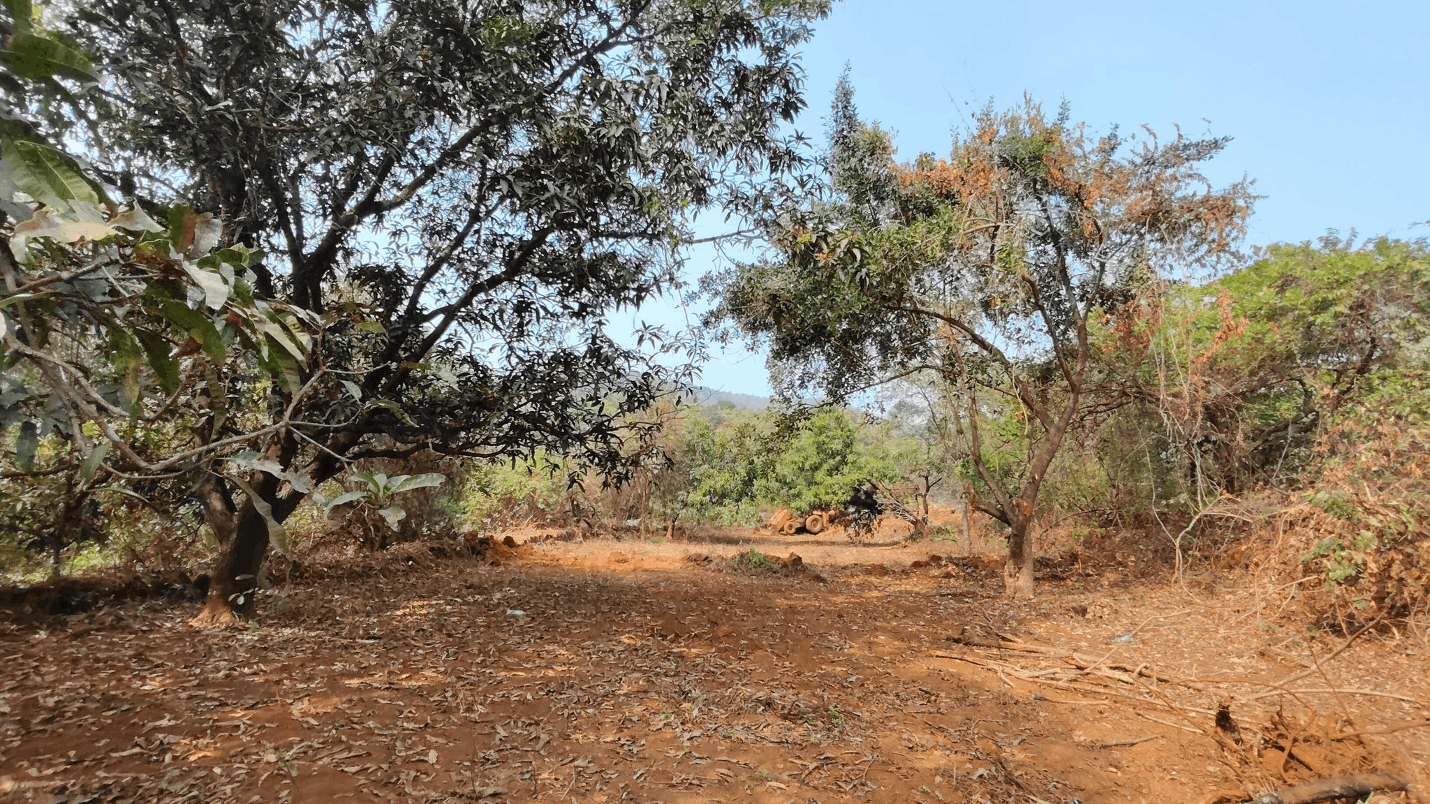 Konkan-Khed-Bharne Naka - 28.5 Gunthe Land with Mango Orchard for Sale